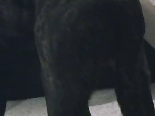 Zoofilia Sexo Porno