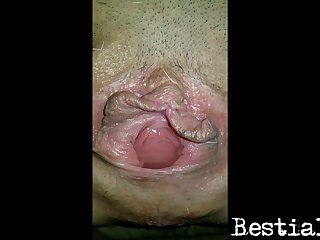 Animal Sex Video Girl