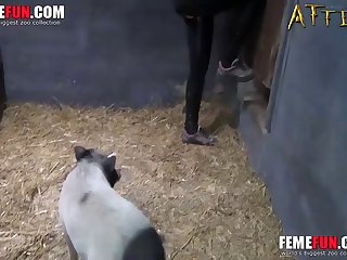 Minecraft Animal Sex Mod