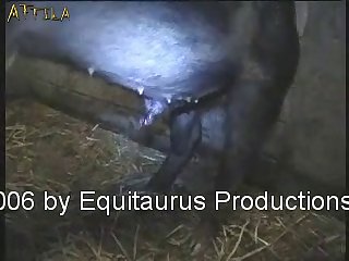 Animal Having Sex With People