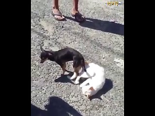2.dog And Cat Knotted