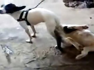 11.dog Knotted To Cat