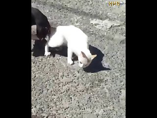 2.dog And Cat Knotted
