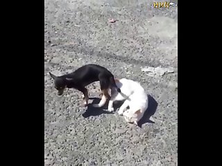 2.dog And Cat Knotted