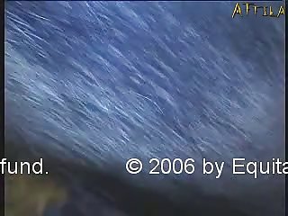 Person Having Sex With Animal