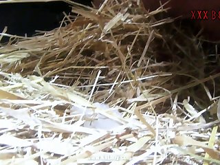 Isabelle Animal Crossing Sex