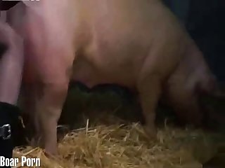 Animal Sex Porn Sites