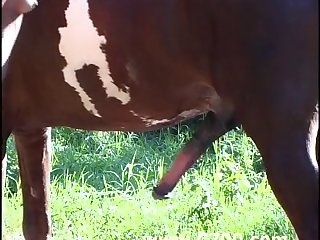 Animal Sex Brazzers