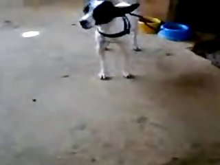 11.dog Knotted To Cat