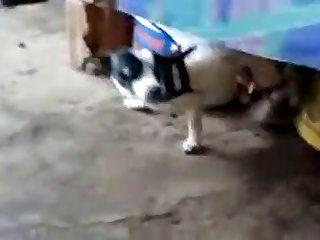 11.dog Knotted To Cat