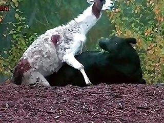 6.goat Fucking Cow