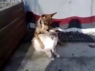 17.dog Fucking Cat