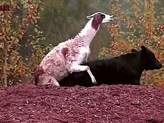 6.goat Fucking Cow