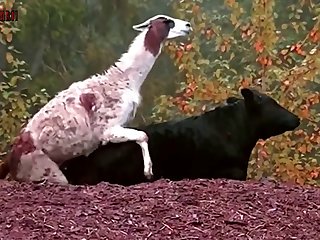 6.goat Fucking Cow