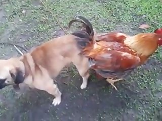 13.dog Knotted To Chicken