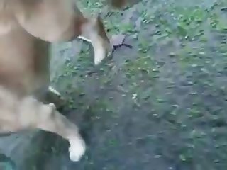 13.dog Knotted To Chicken