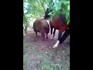 20.horse Fucking Pig