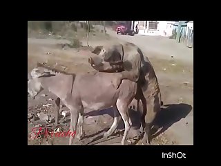 Donkey Fucking Horse - Donkey Fuck Cow