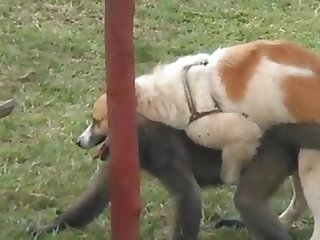 Dog Fuck With Goat - 9.dog Fucking Monkey