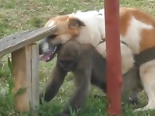 9.dog Fucking Monkey