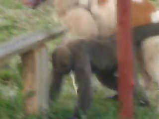 9.dog Fucking Monkey