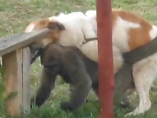 9.dog Fucking Monkey