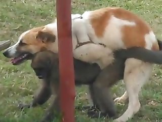 9.dog Fucking Monkey
