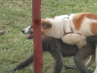 9.dog Fucking Monkey