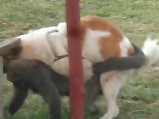 9.dog Fucking Monkey