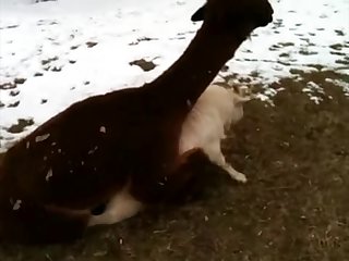 7.lama Fucking Goat