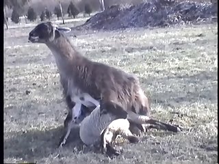 Lama Fucks - Dog Fuck Goat