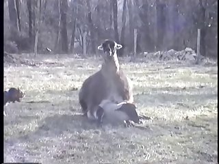 23.llama Fucking Goat