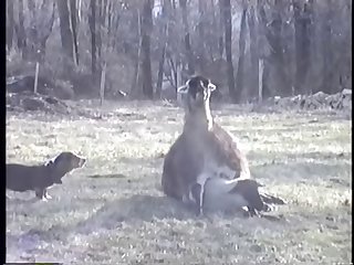 23.llama Fucking Goat