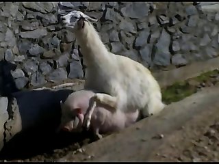 10.lama Fucking Goat