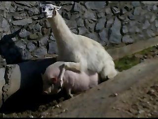 10.lama Fucking Goat