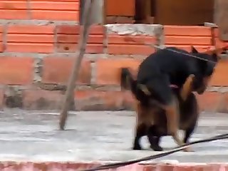 26.dog Fucking Cat