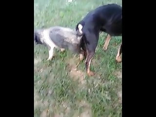 18.dog Knotted To Pig