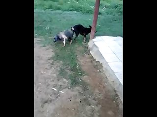 18.dog Knotted To Pig