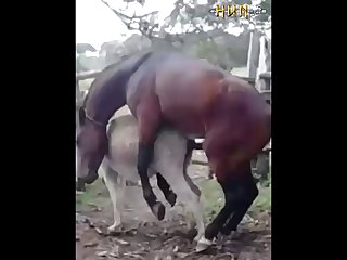 37.horse Fucking Donkey