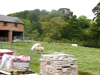34.pig Fucking Sheep