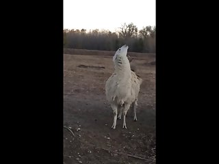 28.deer Fucking Llama