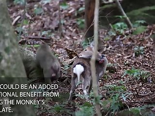 22.monkey Fucking Deer