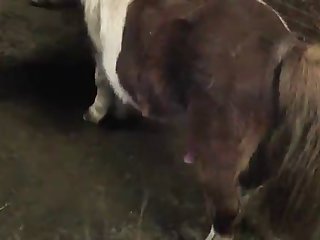 Animal Porn Japan
